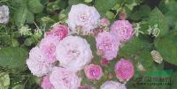 �Ứ�¼�ɫ����h30-40