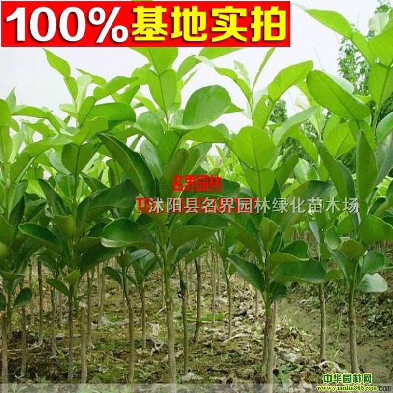 ���������硢�gϪ������