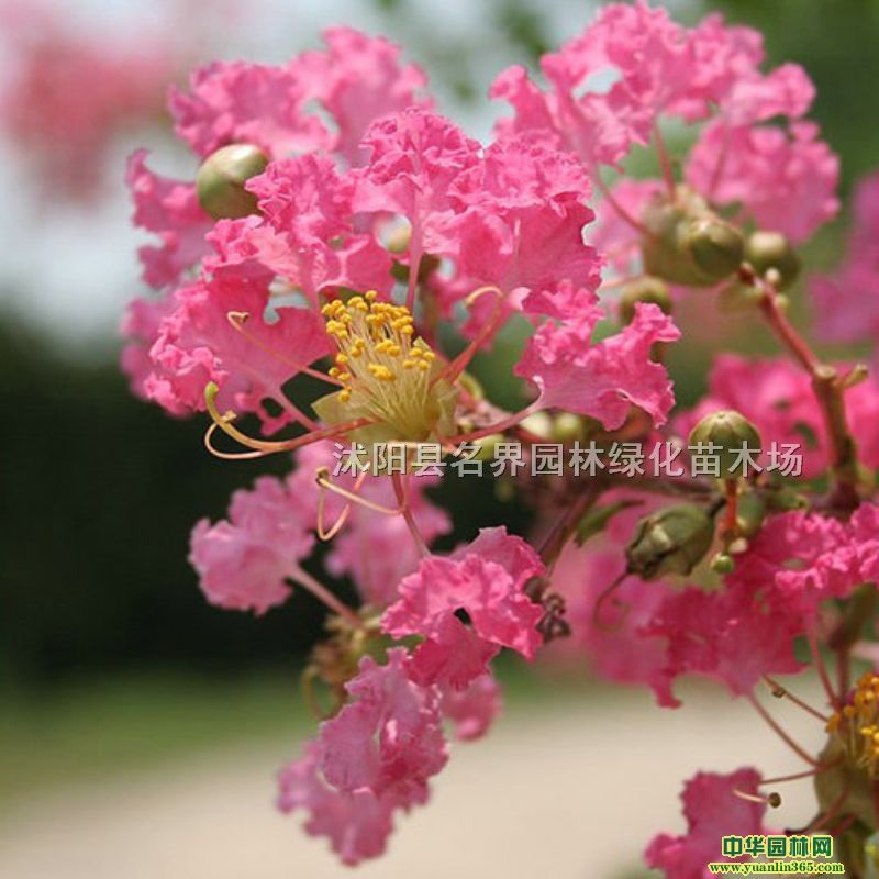 �ձ�����ޱ�����������ͻ���Ʒ�ʱ���