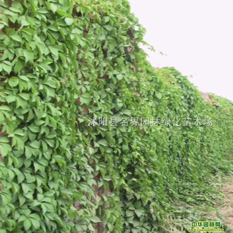 ��Ҷ�ؽ����ֳ����硢���ż������ͻ�����