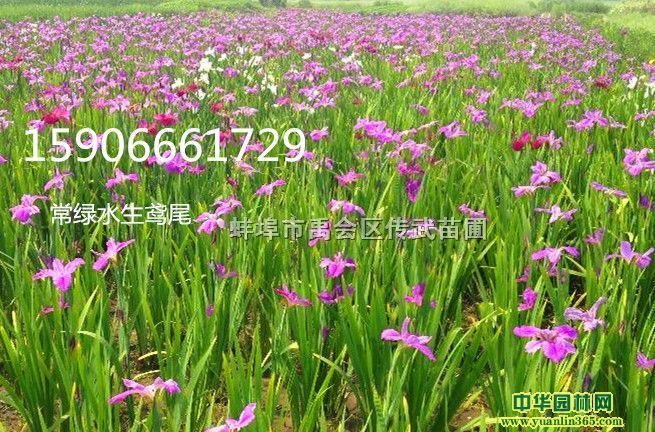 ˮ���糣��ˮ���β