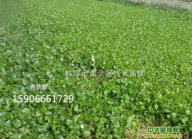 蚌埠市禹会区传武苗圃