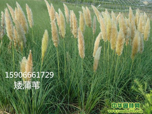 蚌埠市禹会区传武苗圃