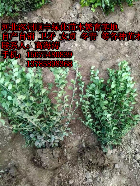 �ӱ�ʡ�����б�����40-80������ì