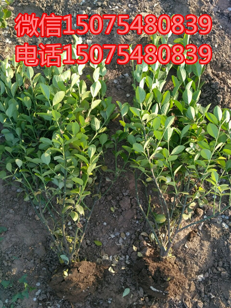 �ӱ���ˮ����70������ì