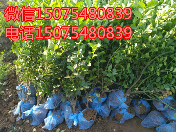 �ӱ������б���������40000����ì60-70����