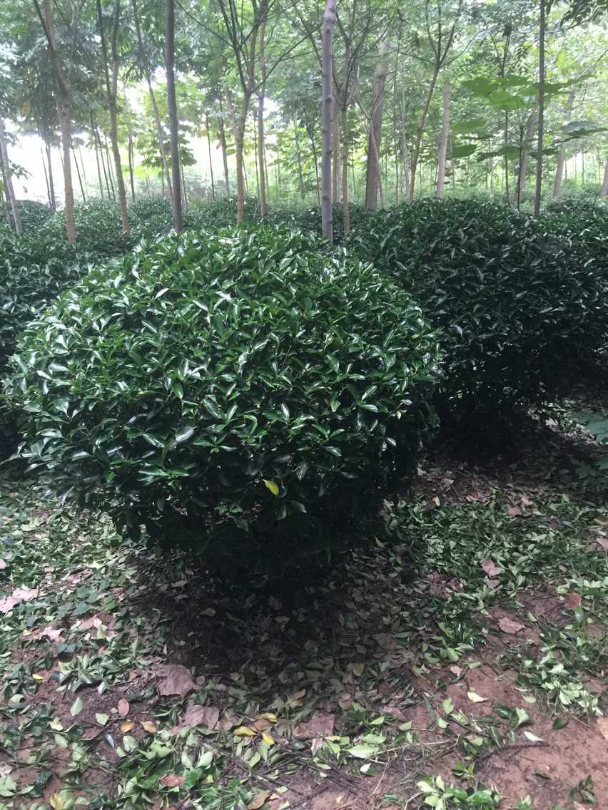 �����������ɡ���Ҷ�����򡢶����򡢸߸ɺ�Ҷʯ骡��߸�Ů��