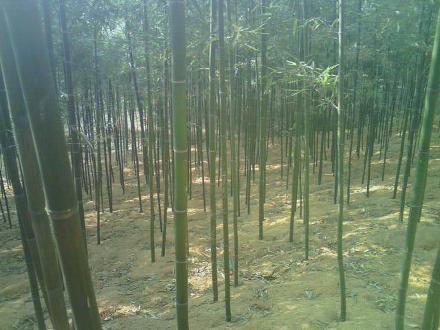��β�񡢸��񡢽�������ë����԰���������ӡ�����