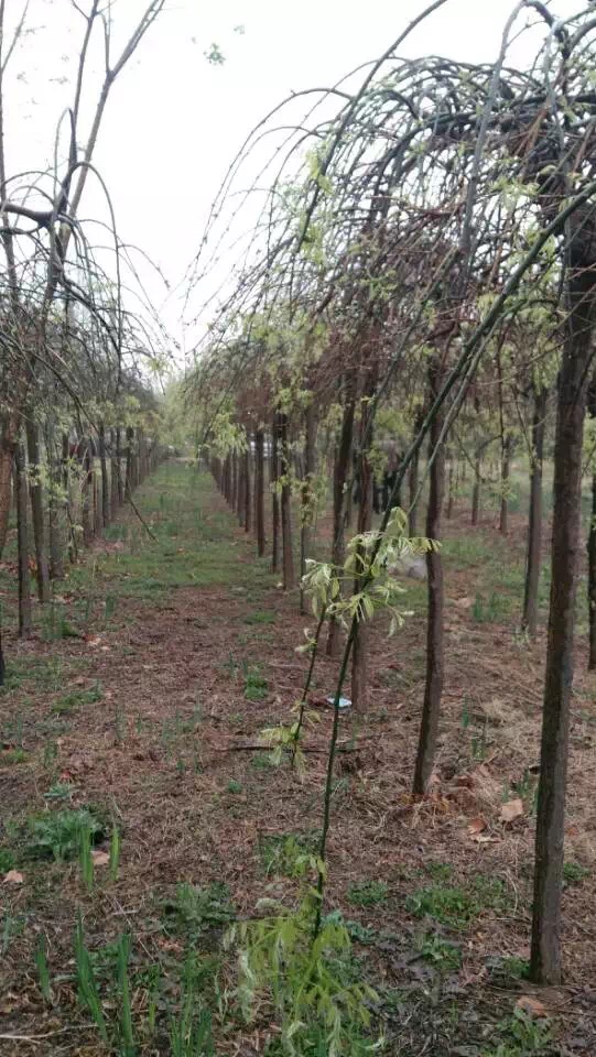 ��צ��������
