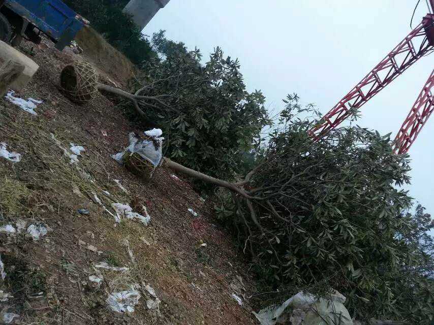 ��צ�����������ƽ𻱡�����