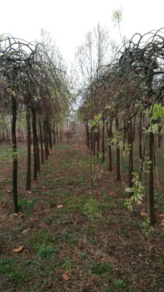 ר���ֹ����צ��
