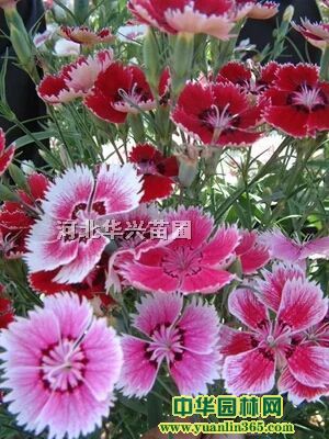 �ӱ����ʯ�����ʯ����ء����ʯ��