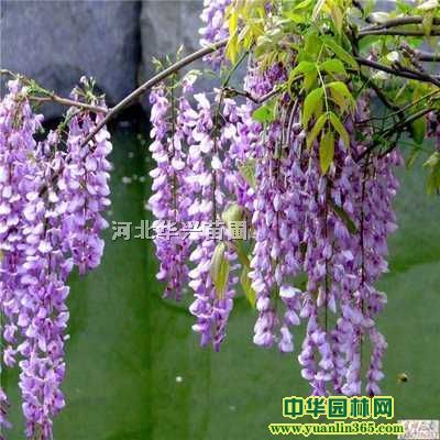 �ӱ����١����ٻ��ء����ٱ��ۡ����ٳ���