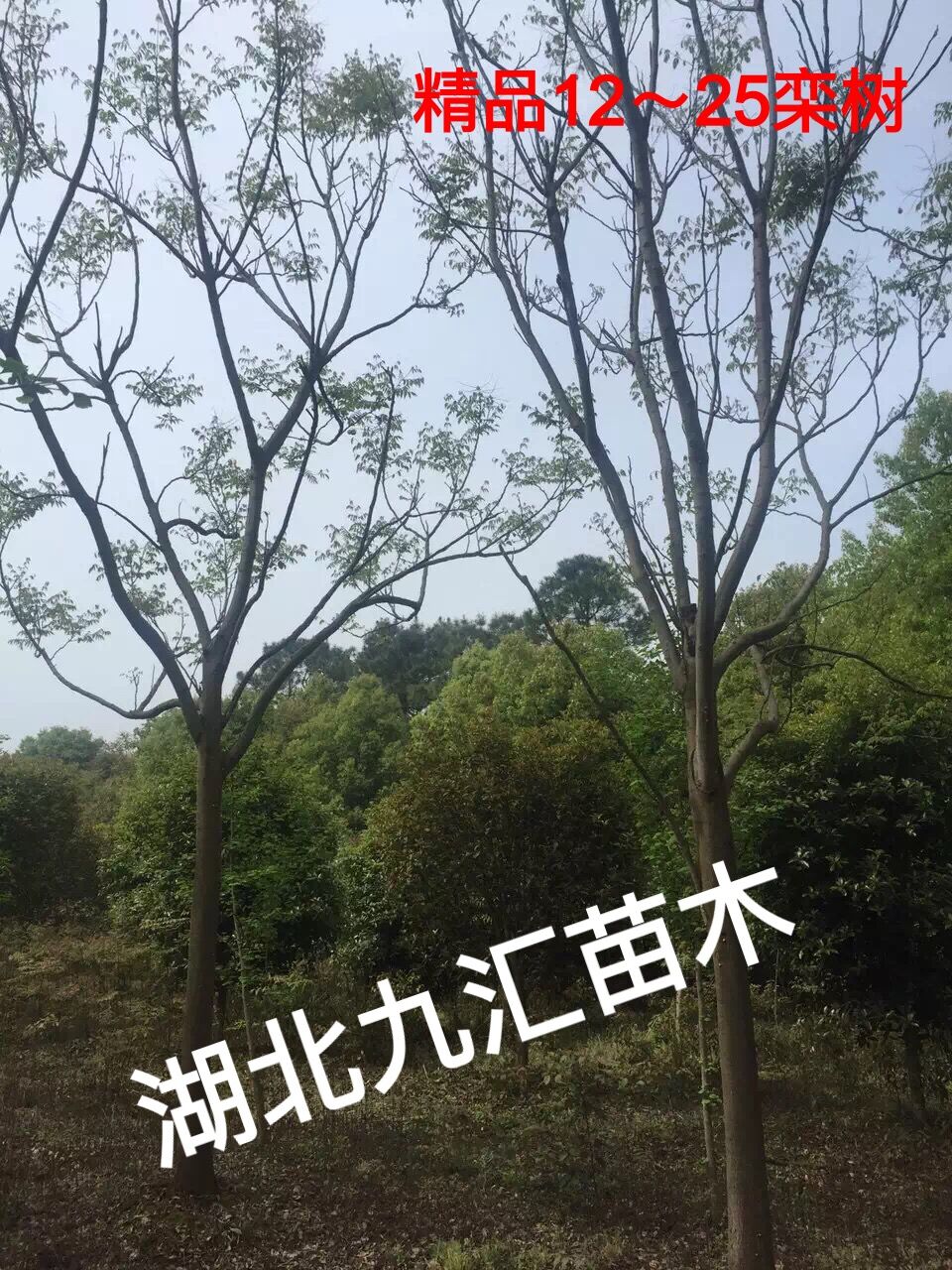 �����Ż���ľ
