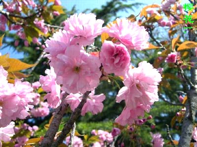 �ձ�ӣ������Ҷ���Ҷ��ӣ����Ҷ��Ҷ�ʡ�����