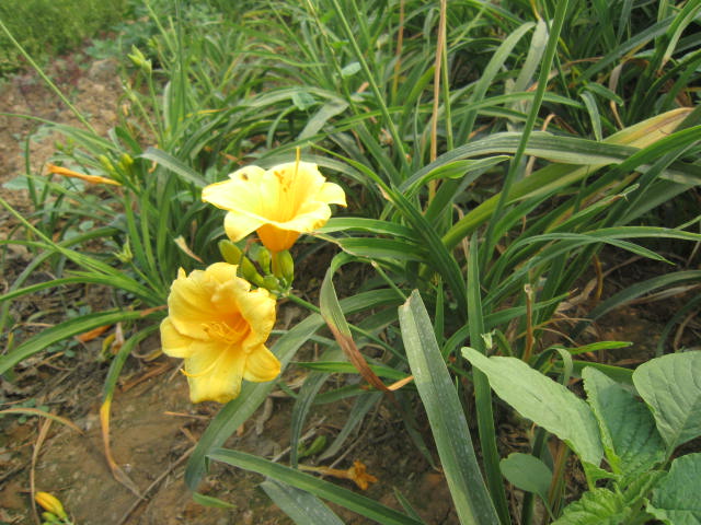 宿根花卉福禄考、千屈菜、天人菊、黑心菊、金娃娃萱草