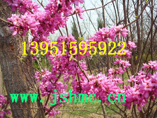 ��Ҷ�ҡ���Ҷ�ң������ذ꣩