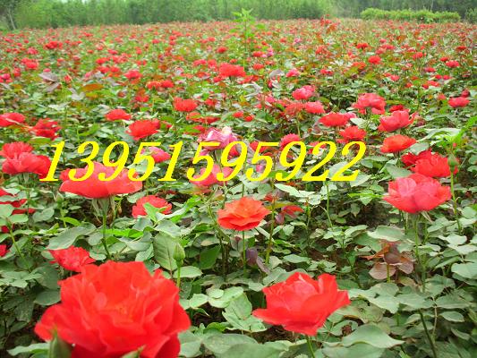 ����Ǿޱ���¼���õ�塢�Ứ��ñ��ޱ����ġ�����ľ�����ġ�ӣ��