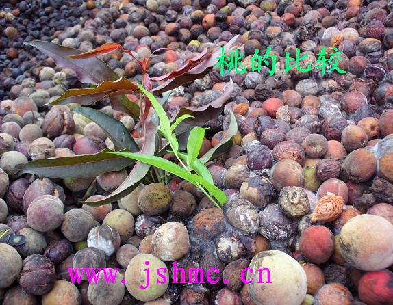 ��Ҷ������Ҷ�������ұ���ɽë�����������̻�������