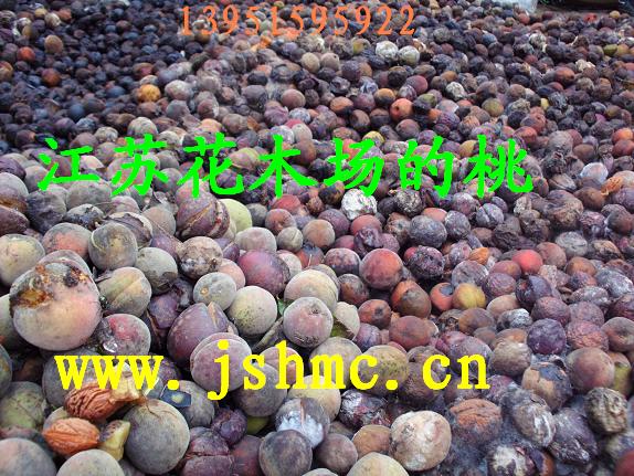 ��Ҷ�Һ�Ҷ�ҡ���Ҷ���ҡ���Ҷ÷���������̻�������