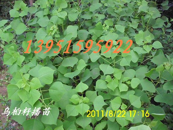 �������ǹ�������������ӡ����硢�̻�������