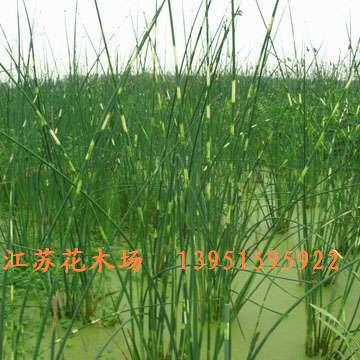 ��Ҷˮ��ˮ��ˮ�۲˺�ɡ��ˮ���β������ǧ����