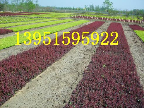 ��ҶС�ޡ���ҶŮ�ꡢ���ӻ��ӭ�������̡�����ľ��СҶŮ����
