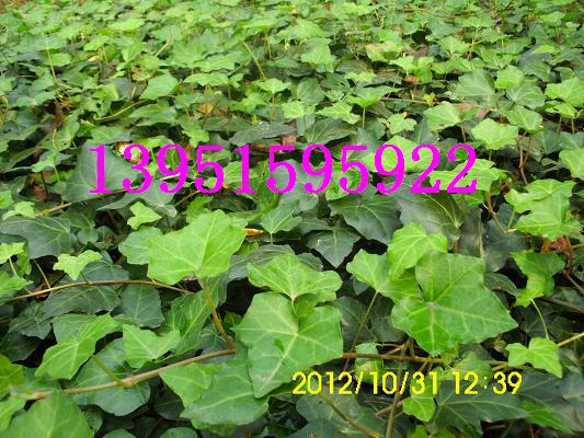 30-50-100-150-200�������ҵľ�8�ų���������