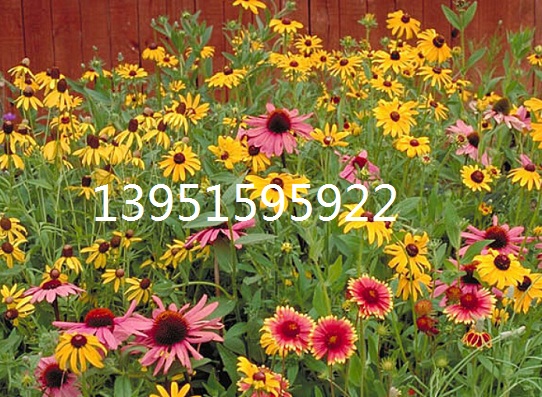 Ұ�����ӡ��޸�Ұ�����ӡ�����Ұ������