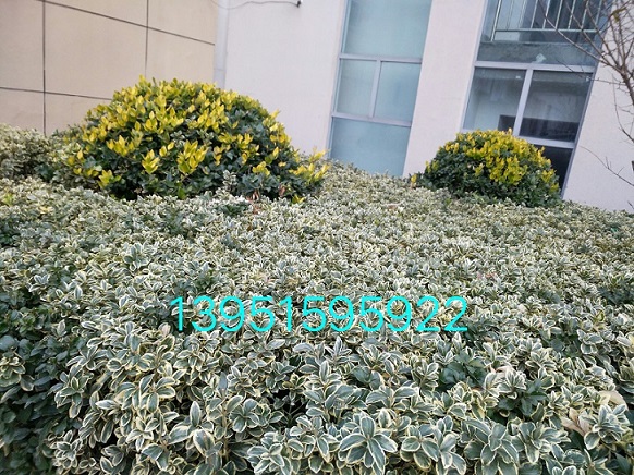 ���ֹ���߻����Ҷ�������������������۸�