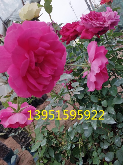�����¼��ٲʺ硢��ɳ��ʯ����U�͡��ٲʺ졢�컨Ǿޱ��