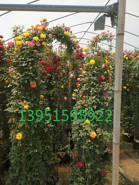 �����ٱ��¼����ٲʺ硢�ٲʺ졢�ٲ��ơ�СŮ�����ʿ��