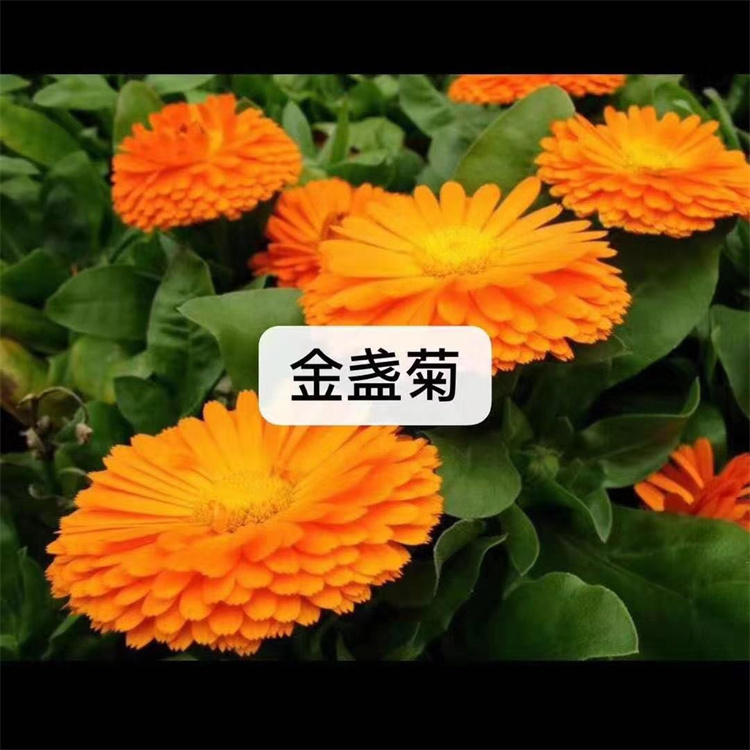 ��ɫ���˷�ѿ�ʺõĽ��ϡ���յ������2�֡������ʼ�