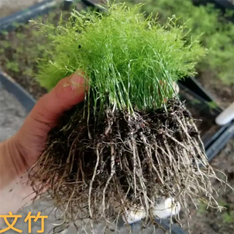�߽��ŵ���Ƭ����������ϲ��