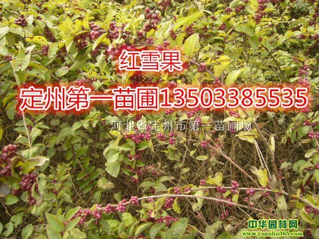 河北省定州市苗圃场