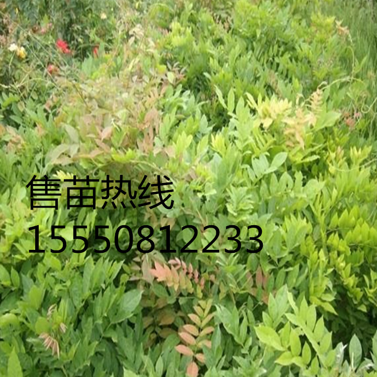 ���١�����С�硢��ɽ��С�硢��Ҷ�ؽ�