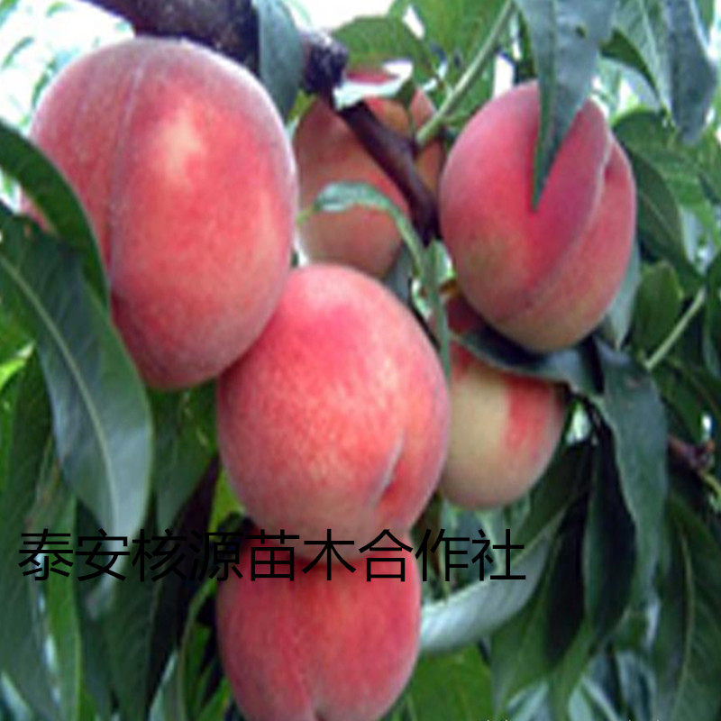 �����硢��������