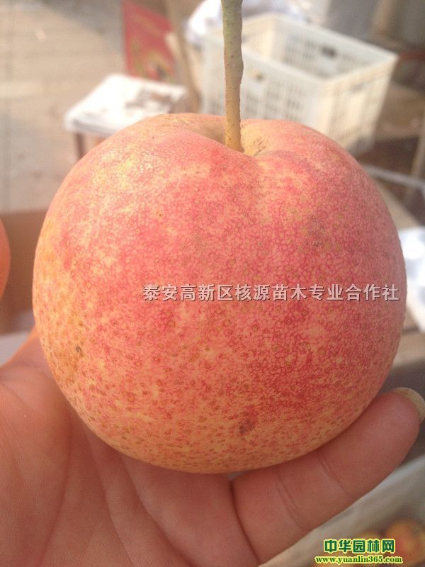�����硢�л�������