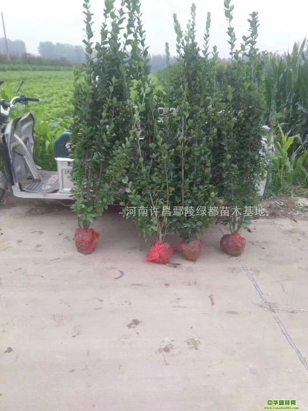 ���۱���������߶�1�׵�2�ס��������硢Χ���̻�