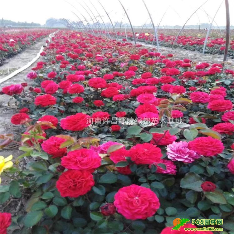 ���ִ��¼��������¼�������ɯ�¼����������¼��������¼�