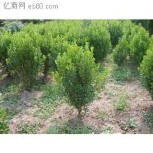 СҶ����50-60���֡�СҶ������