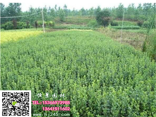 ������ì�ڷ�30���ָ߶�40����