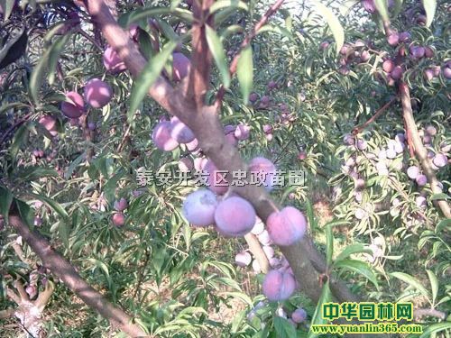 �������ӡ�����������Ӻá���������