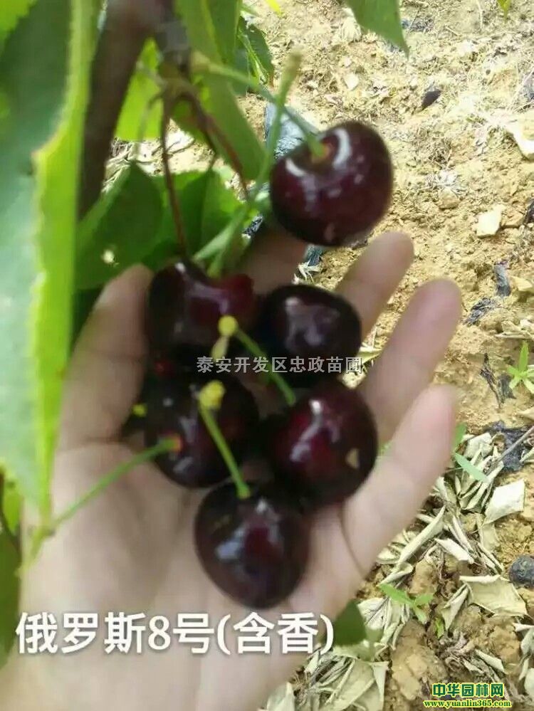 �������������С�����Ķ������Ӻá���������һ��ֲ����