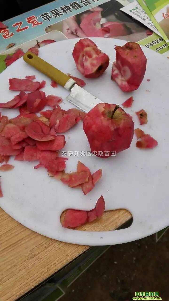 1�׸�ƻ��С�硢ƻ��С�硢1�׸ߺ츻ʿƻ����