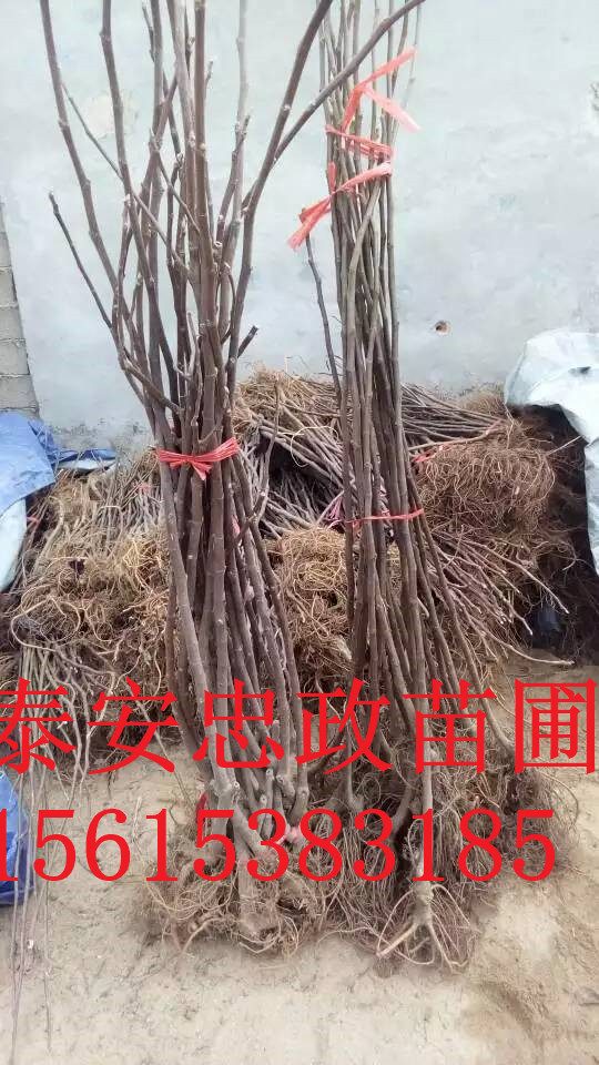 ���ϲ�ժ԰ר���޻����硢�޻����硢�����޻�����