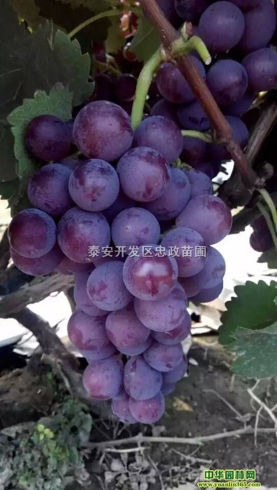����Ʒ�ֵ������硢�����������硢��������������