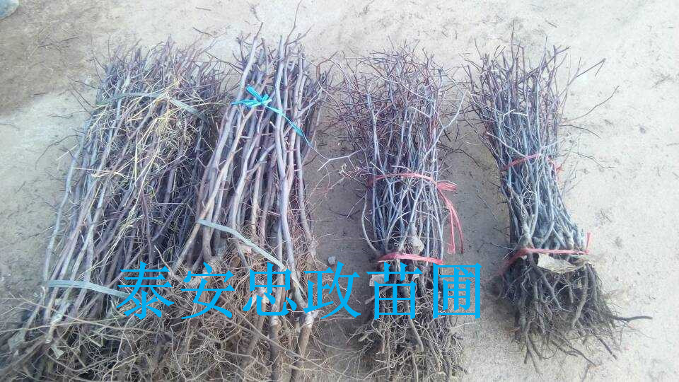 ������ֲ�ĸߴ���ݮ�硢������ݮ�硢�ʺϱ�����ֲ����ݮ��