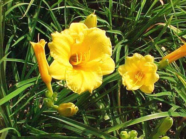 江苏沭阳县埝下花木总场