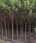江苏沭阳县埝下花木总场